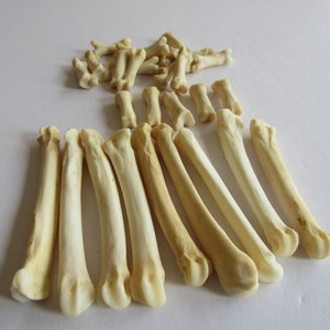 5 Red Fox Foot & 5 Red Fox Toe Bones Metatarsals Jewelry Supplies Craft Coyote Bones Hairpipe Beads Animal Bones (Vulpes vulpes fulva)