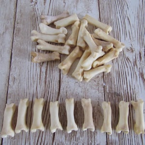 10 Bobcat Toe/Foot Bone Metatarsals Bones Craft Supplies Hairpipe Bone Beads Tribal Jewelry Animal Bones ( Lynx rufus)