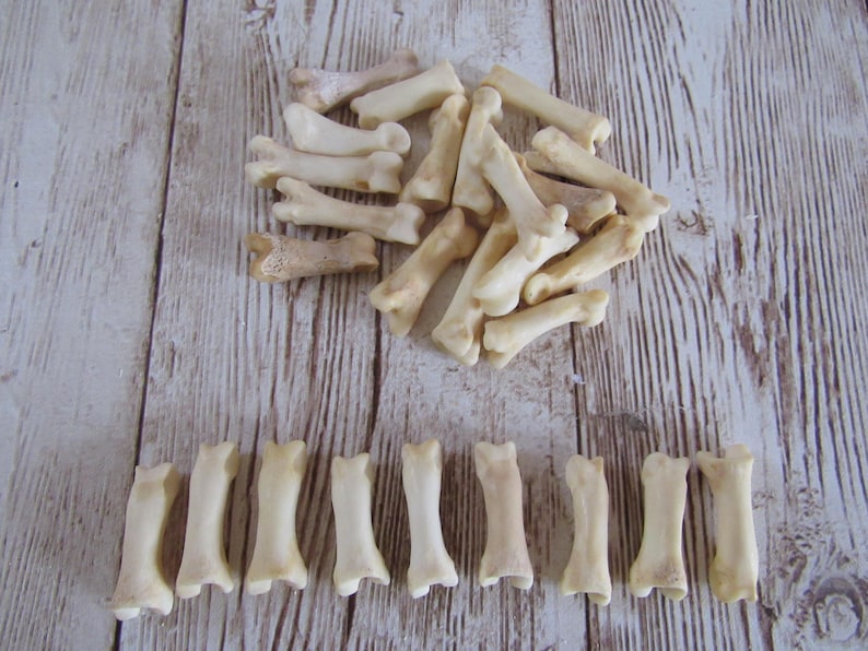 10 Bobcat Toe/Foot Bone Metatarsals Bones Craft Supplies Hairpipe Bone Beads Tribal Jewelry Animal Bones ( Lynx rufus) image 1