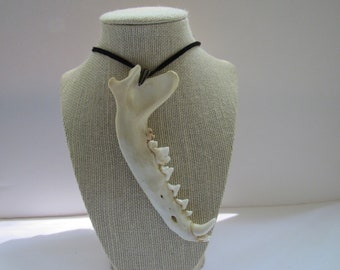 Coyote Jawbone  Pendant Buckskin Leather Necklace  Statement Necklace Animal Bone Jewelry N251
