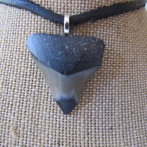 Megalodon Tooth Pendant Shark Tooth Necklace Fossilized Bone Jewelry Natural Carcharocles N5019