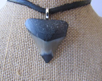 メガロドン/サメ/化石/歯/ネックレス リル メガロドン サメの歯ペンダントネックレス - 2インチ