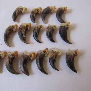 5 Drilled Fox Claws Jewelry and Craft Projects (Vulpes vulpes fulva)