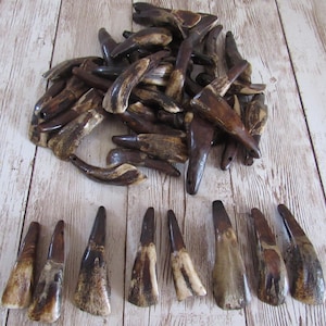 10 dents de buffle marron antiques pré-percées, prêtes pour des projets de bijoux et d'artisanat