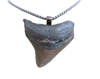 メガロドン/サメ/化石/歯/ネックレス リル メガロドン サメの歯ペンダントネックレス - 2インチ レプリカ