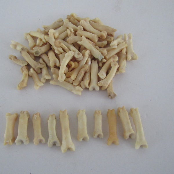 10 Bobcat Toe/Foot Bone Metatarsals Bones Craft Supplies Hairpipe Bone Beads Tribal Jewelry Animal Bones ( Lynx rufus)