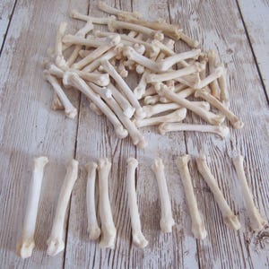 10 Bobcat Foot Bones Metatarsals Jewelry Supplies Craft Projects Coyote Bones Hairpipe Beads Animal Bones ( Lynx rufus) image 3