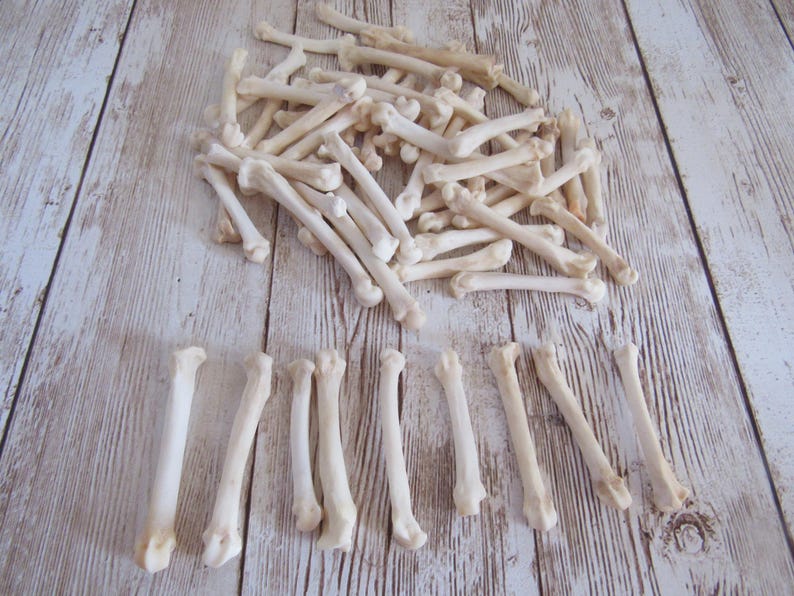 10 Bobcat Foot Bones Metatarsals Jewelry Supplies Craft Projects Coyote Bones Hairpipe Beads Animal Bones ( Lynx rufus) image 3
