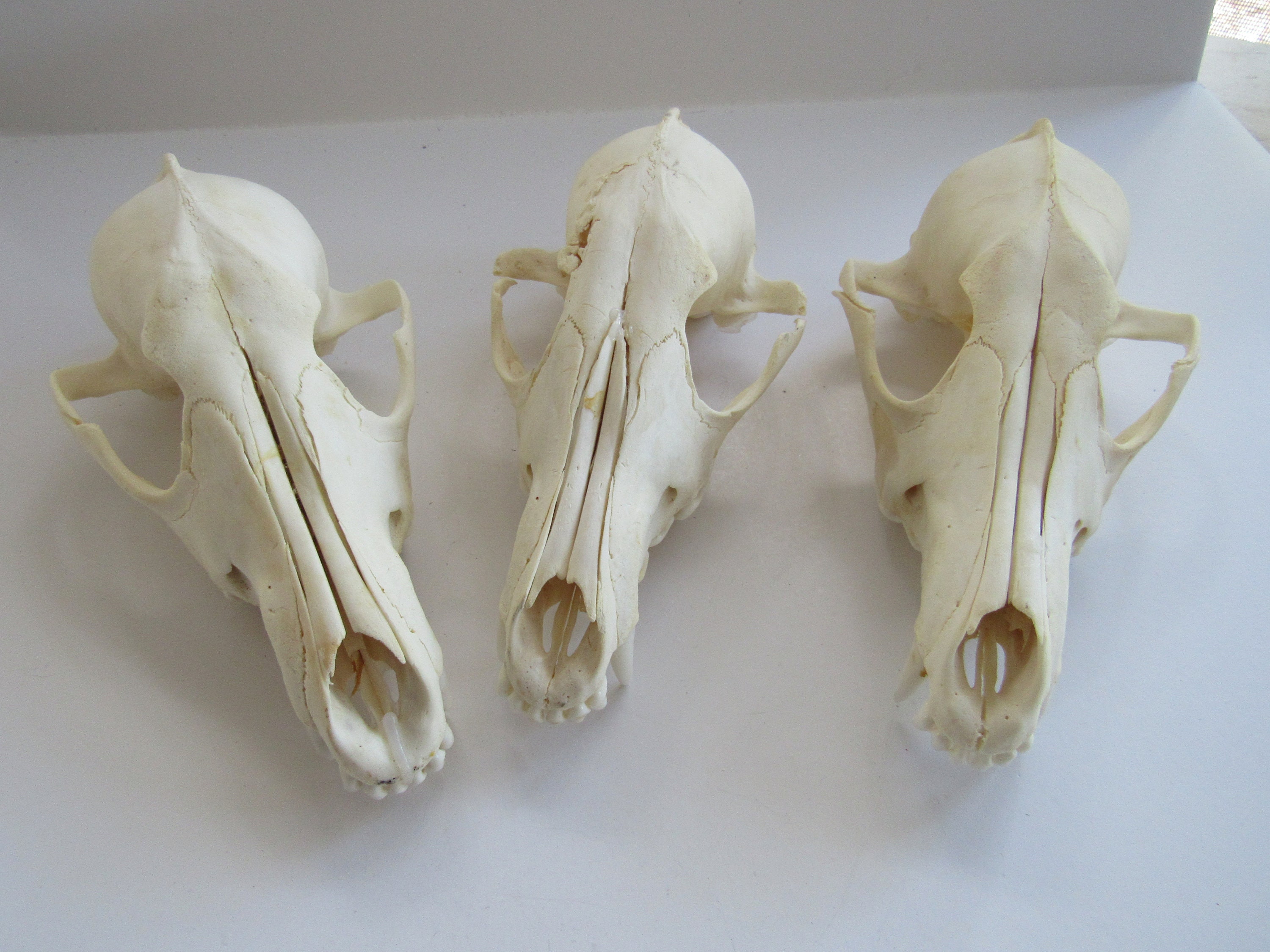 Coyote Skull Top Taxidermy Animal Skull Craft Skulls Art Ready Etsy Hong Kong