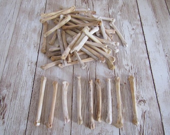 5 huesos de la pata de coyote, metatarsianos, suministros de joyería, proyectos de manualidades, huesos de animales n.° 2