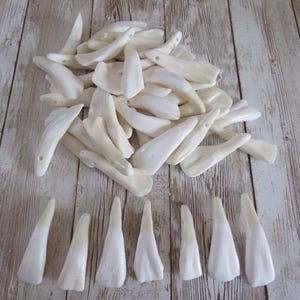 Dents de buffle : lot de 100 perles d'artisanat tribal pré-percées