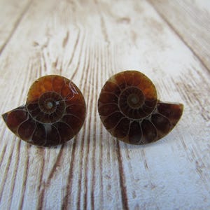 May include: Two fossilized ammonite shell halves, showcasing intricate spiral patterns and warm brown hues. These natural, polished specimens are displayed on a light wood-grain surface, highlighting their unique, organic forms.