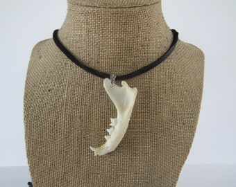 Bobcat Jawbone  Pendant Buckskin Leather Necklace Animal Jaw Bone Jewelry ( Lynx rufus)
