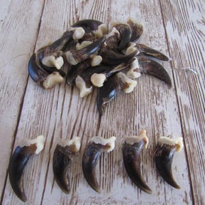 5 Garras de Zorro: Proyectos de Joyería y Manualidades (Vulpes vulpes fulva)