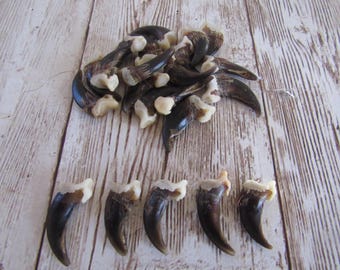 5 Fox Claws Jewelry and Craft Projects (Vulpes vulpes fulva)