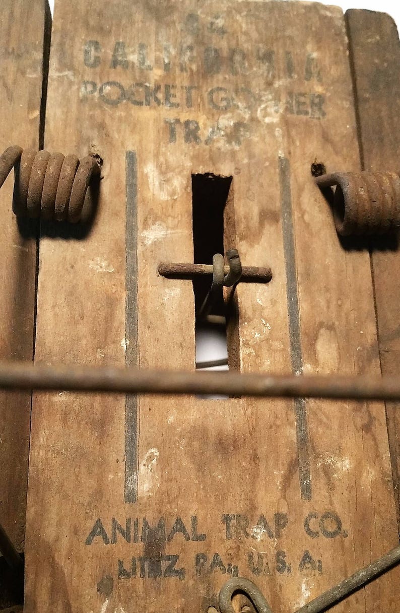 44 California Pocket Gopher Trap Etsy