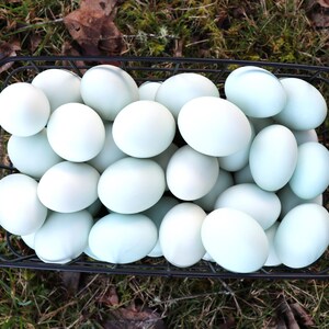 6 Small Blown Duck Eggs for Art and Decor - One Hole (Not for Eating)