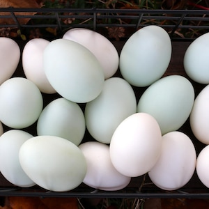 May include: A collection of fresh eggs in a black wire basket. The eggs vary in color from white to pale blue-green. The basket sits on a bed of brown leaves, suggesting a natural setting. The eggs are oval-shaped and appear to be of various sizes.