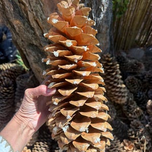 May include: A large, elongated pine cone with woody, light brown scales. The cone features a distinct, layered structure with visible white resin deposits on the tips of the scales, showcasing a natural, textured, and organic appearance.