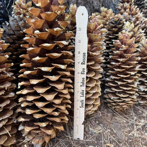 May include: A large brown pine cone positioned next to a wooden ruler with the text South Lake Tahoe Fire Rescue, showing the pine cone measures approximately 12 inches in length. The pine cone has a layered, woody texture with pointed scales.