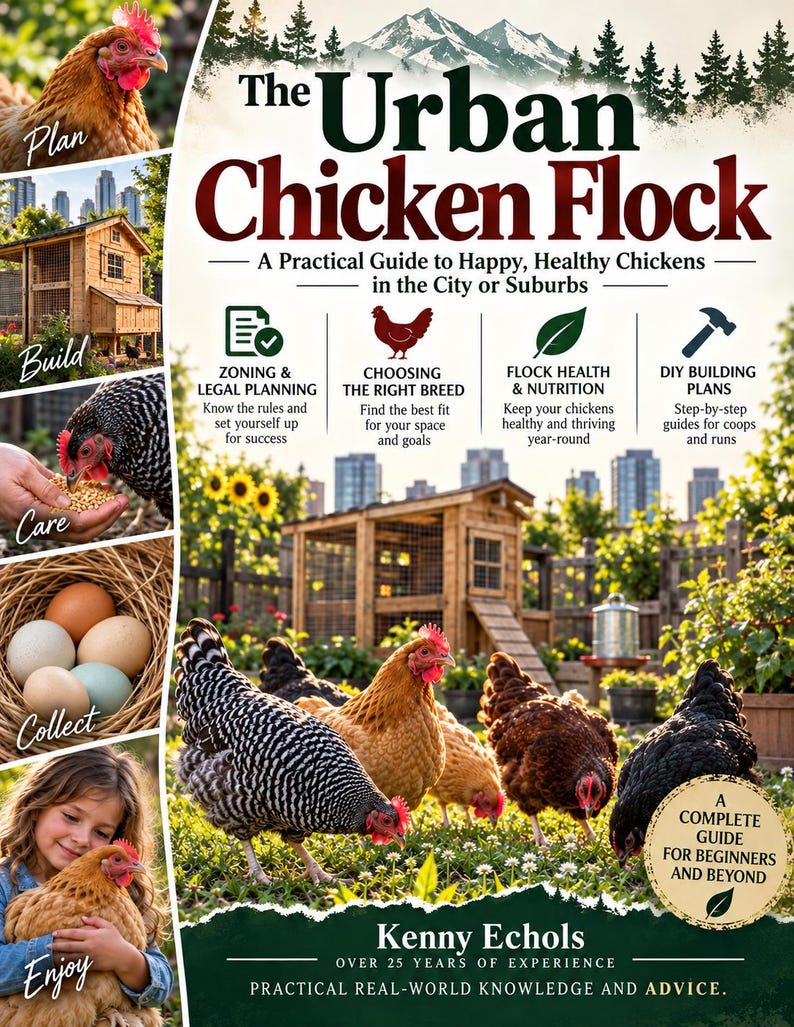 How to Raise Chickens & Have Fresh Eggs in the City. Backyard Chicken ...