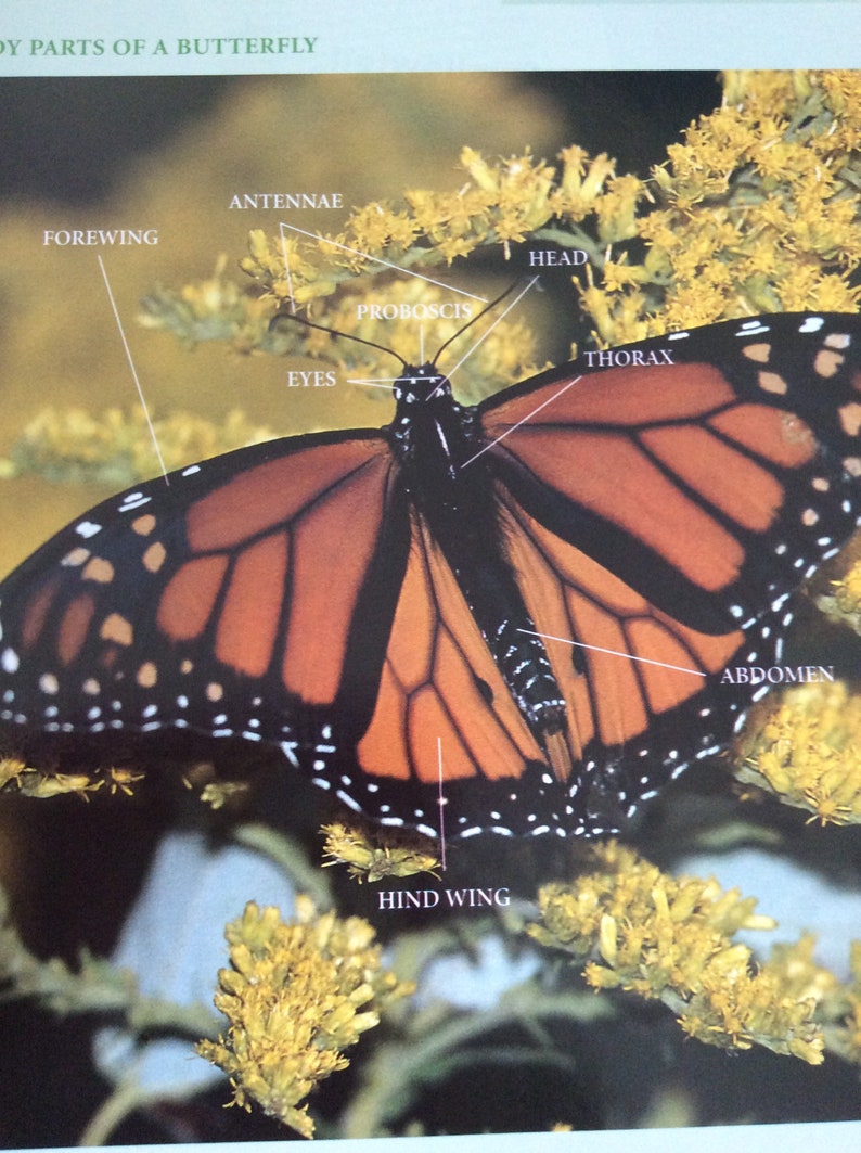 Vintage Butterfly Reference Book, Hardcover Edition - Etsy