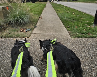May include: Two black and white dogs on leashes with bright green and silver reflective straps walking down a sidewalk.