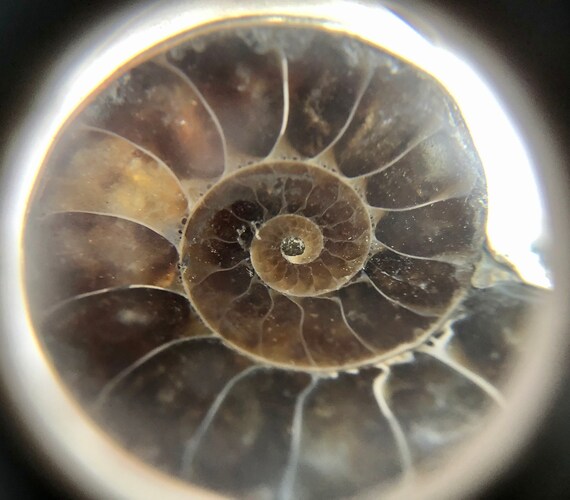 Sterling Ammonite Fossil Adjustable Size Statemen… - image 5