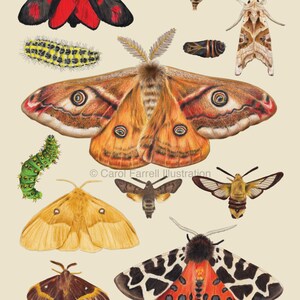 Midnight Moths A3 Giclee Print Beige