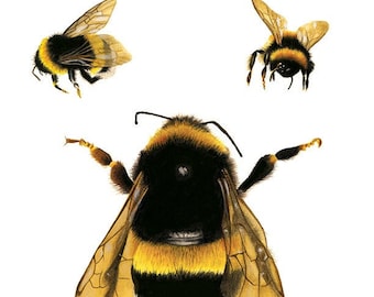 Bee Study Illustration - Save The Bees - Archival Print - 8x11