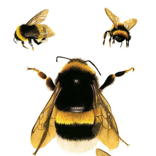 Bee Study Illustration - Save The Bees - Archival Print - 8x11