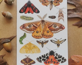 Carte de voeux de papillons de nuit. Papier 100 % recyclé