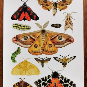 Midnight Moths A3 Giclee Print image 5