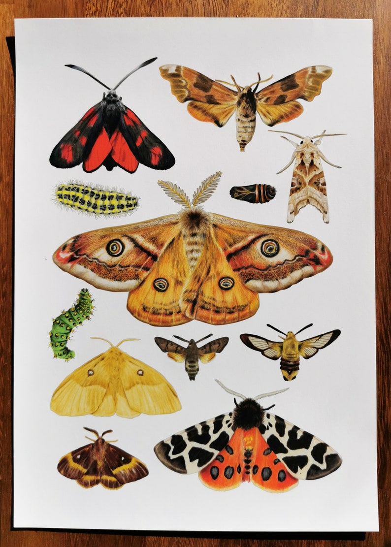 Midnight Moths A3 Giclee Print image 5