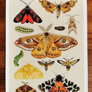 Midnight Moths A3 Giclee Print image 4