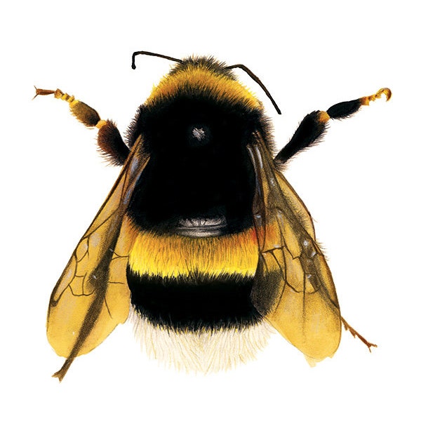 Bee Illustration - Save The Bees - Archival Print - 8x11