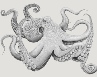 Octopus A4 Giclee Print