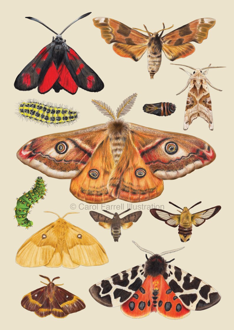 Midnight Moths A3 Giclee Print Beige