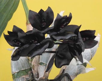 Orquídea Catasetum Monnierara Millennium Magic 'Witchcraft': Caducifolia (1 planta)