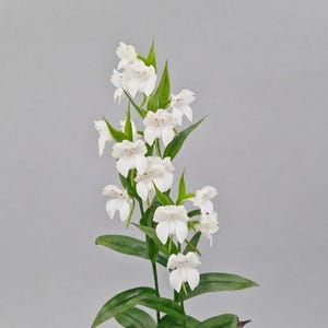 Puede incluir: Una planta alta y esbelta que presenta múltiples racimos de pequeñas flores de color blanco puro con pétalos delicados y redondeados. El tallo es erguido y está adornado con hojas verdes vibrantes y puntiagudas.