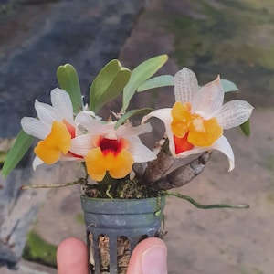 Könnte beinhalten: Eine Dendrobium-Orchidee in einem kleinen, dunkelgrünen Kunststofftopf mit Schlitzen. Die Pflanze hat drei weiße Blüten mit markanten gelb-orangen Lippen und dunkelroten Zentren, ergänzt durch grüne Blätter und dicke, holzige Stängel.