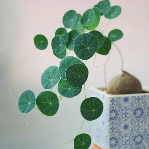 Op de afbeelding: Een Stephania erecta plant met ronde, donkergroene bladeren en dunne, hangende stengels. De plant groeit uit een grote, bolvormige, beige caudex die in een vierkante, witte keramische plantenbak met een blauw geometrisch patroon staat.