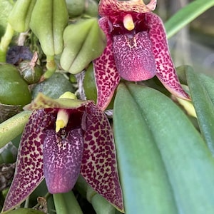 Könnte beinhalten: Zwei Orchideenblüten mit dunkelviolett und gelb gesprenkelten Blütenblättern und einer markanten gelben Säule in der Mitte. Die Pflanze hat glatte grüne Blätter und mehrere ungeöffnete hellgrüne Knospen zwischen den Blüten.