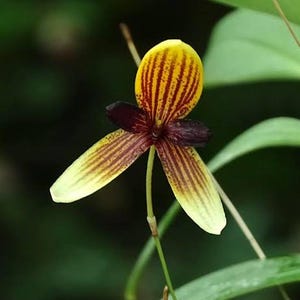 Puede incluir: Una flor de orquídea Bulbophyllum con un pétalo superior amarillo con rayas verticales granates, dos pétalos laterales granates oscuros y dos pétalos inferiores amarillos con rayas, sobre un tallo verde delgado.
