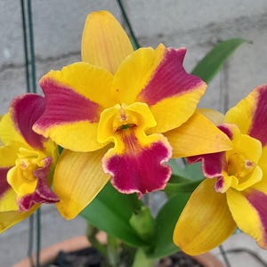 Può includere: Tre fiori di orchidea Cattleya con petali giallo vibrante e distintive macchie magenta-porpora sulle punte e al centro. I fiori presentano bordi arricciati e una struttura complessa e stratificata con steli e foglie verdi visibili sotto.