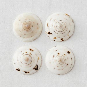 May include: Four circular, conical seashells arranged in a two-by-two grid. Each shell features a smooth, off-white surface with a spiral pattern of small, dark brown spots radiating from a central point toward the outer edge of the shell.