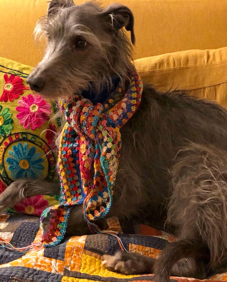 May include: A gray dog wearing a colorful crocheted scarf sits on a patterned quilt. The dog has a serious expression and is looking to the left.