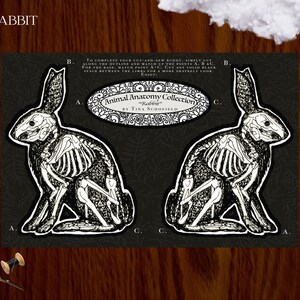 May include: Black and white illustration of a rabbit skeleton, part of the "Animal Anatomy Collection" by Tina Schofield. The image includes instructions for cutting and sewing the design. The word "RABBIT" is at the top.
