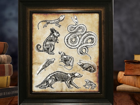 Animal Skeleton Anatomy Anatomical Drawing Oddity Art Poster - Etsy