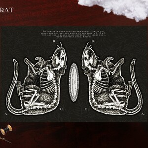 May include: A black and white illustration of a rat's anatomy, featuring a skeletal structure, with the word "RAT" at the top. The image includes instructions for a cut-and-sew project, with points labeled A, B, and C. The background is dark with a subtle pattern.